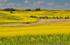USA, Washington State, Palouse. Canola fields Art Print
